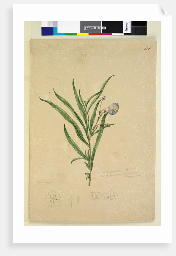 Page 211. Solanum laciniatum, c.1803-06 by John William Lewin