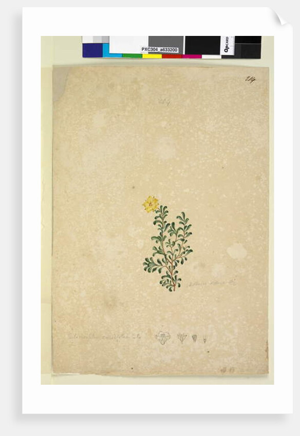 Page 214. Hibbertia diffusa, c.1803-06 by John William Lewin