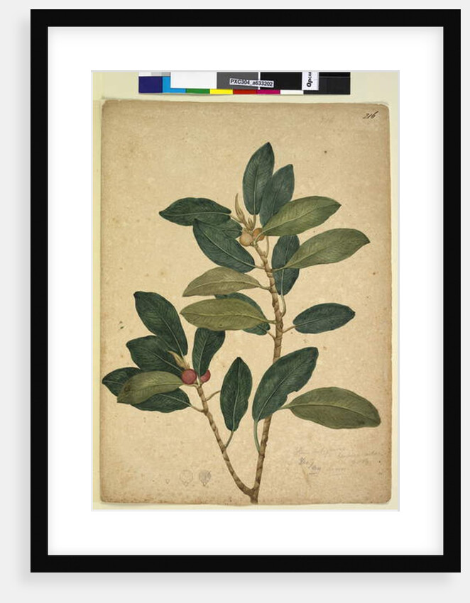 Page 216. Ficus rubiginosa, c.1803-06 by John William Lewin