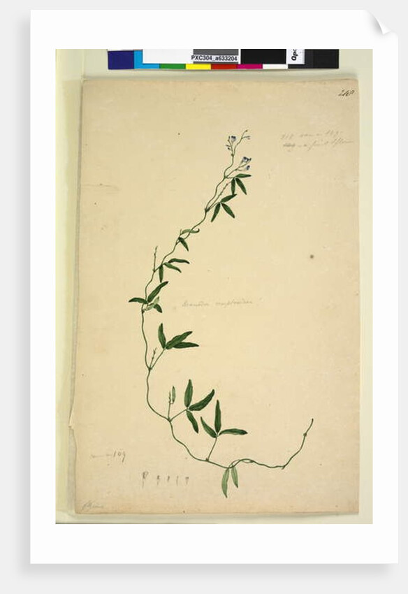 Page 218. Kennedia comptoniana/Hardenbergia comptoniana, c.1803-06 by John William Lewin