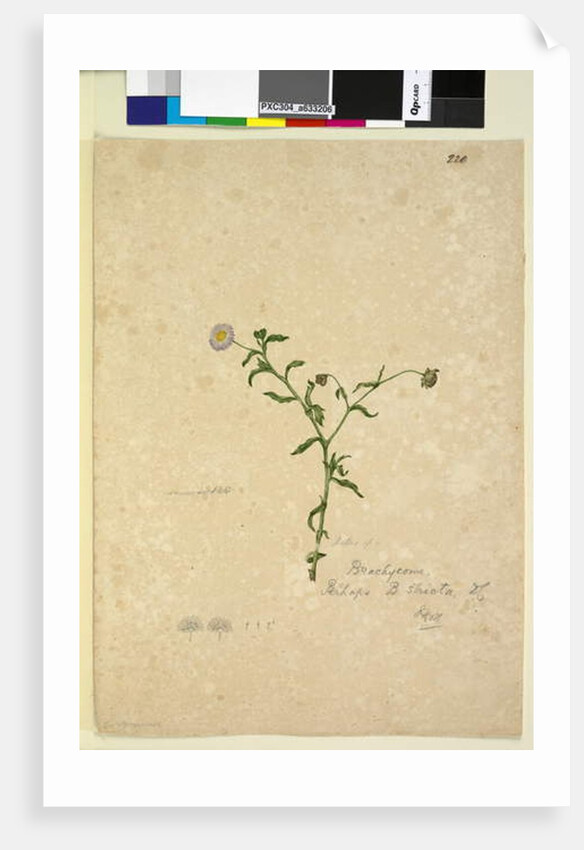 Page 220. Brachycome multifida, c.1803-06 by John William Lewin