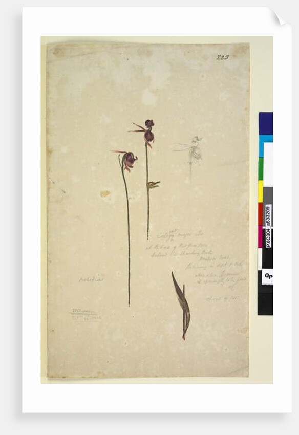 Page 223. Caleana major, c.1803-06 by John William Lewin