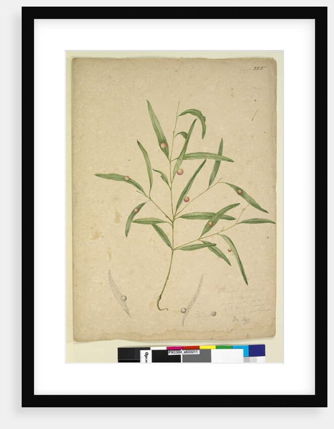 Page 225. The branch of a species of Eucalyptus bearing galls..., c.1803-06 by John William Lewin