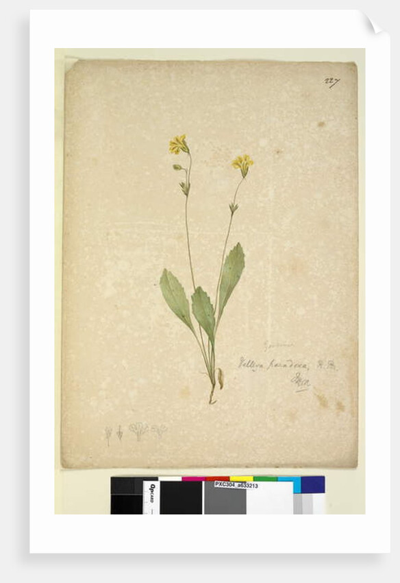 Page 227. Velleia paradoxa, c.1803-06 by John William Lewin