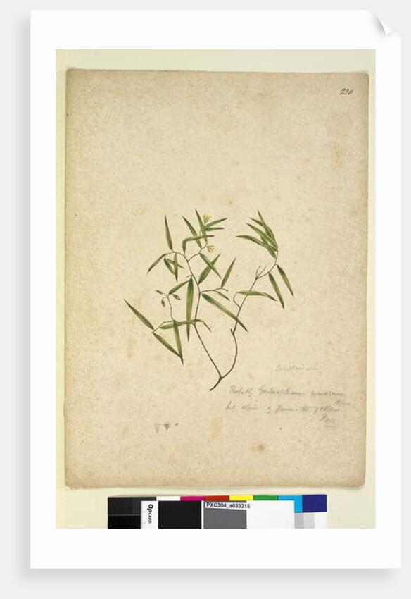 Page 230. Geitonoplesium cymosum, c.1803-06 by John William Lewin