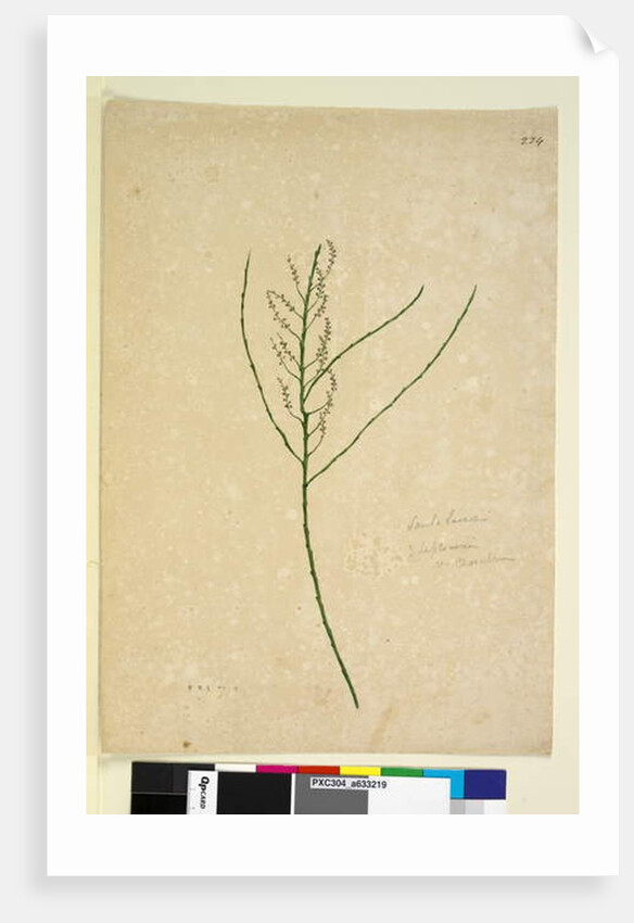 Page 234. Leptomeria, c.1803-06 by John William Lewin