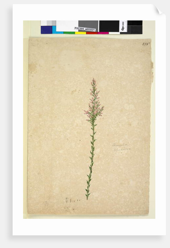 Page 236. Sprengelia, c.1803-06 by John William Lewin