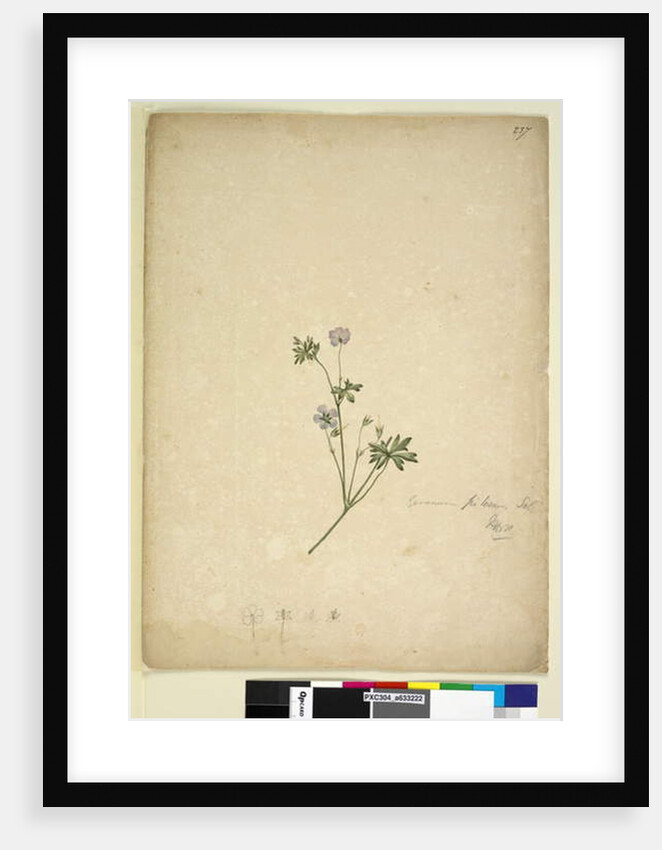 Page 237. Geranium pilosum, c.1803-06 by John William Lewin