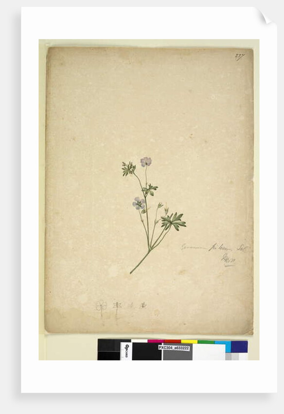 Page 237. Geranium pilosum, c.1803-06 by John William Lewin