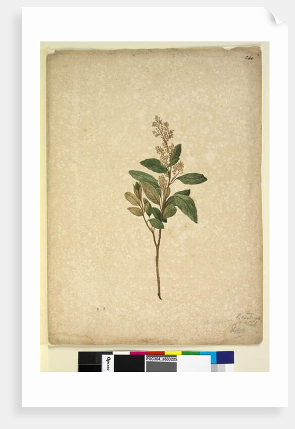 Page 240. Pomaderris ligustrina, c.1803-06 by John William Lewin