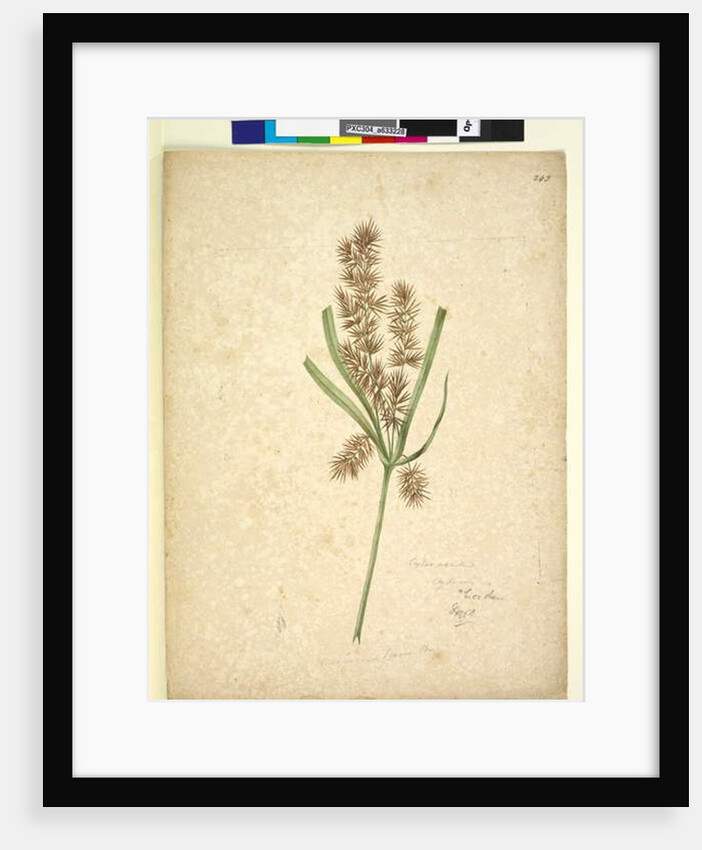 Page 243. Mariscus, c.1803-06 by John William Lewin