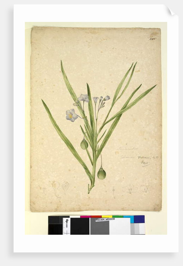 Page 245. Solanum vescum, c.1803-06 by John William Lewin