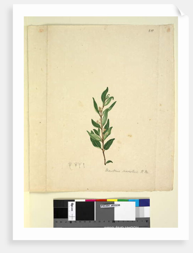 Page 251. Marsdenia suaveolens, c.1803-06 by John William Lewin