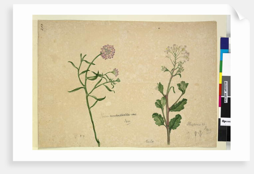 Page 253. Iberis umbellata; Hesperis sp., c.1803-06 by John William Lewin