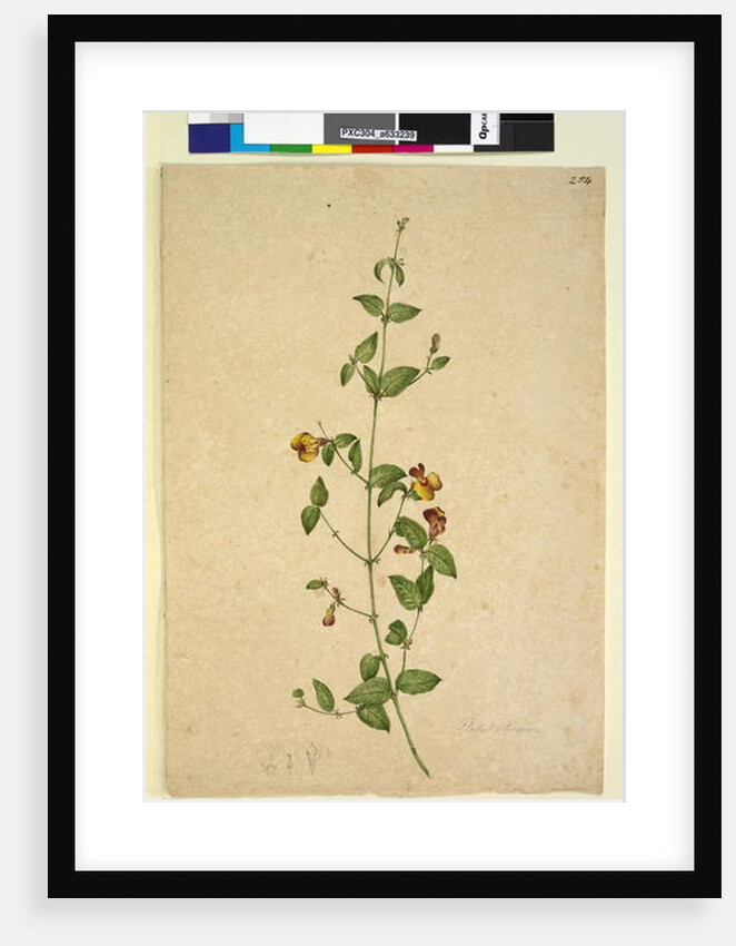 Page 254. Platylobium, c.1803-06 by John William Lewin