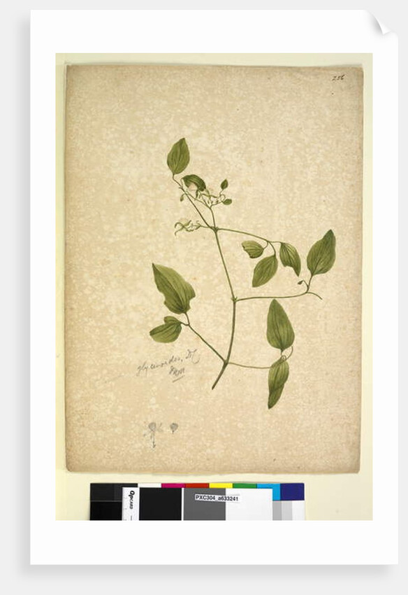 Page 256. Clematis glycinoides, c.1803-06 by John William Lewin