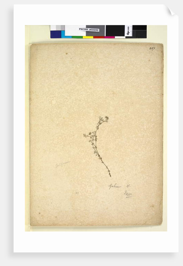 Page 257. Galium sp., c.1803-06 by John William Lewin