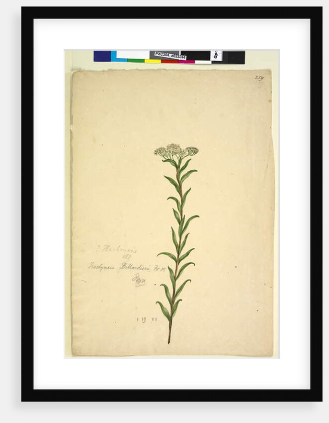 Page 259. Trachymene, c.1803-06 by John William Lewin