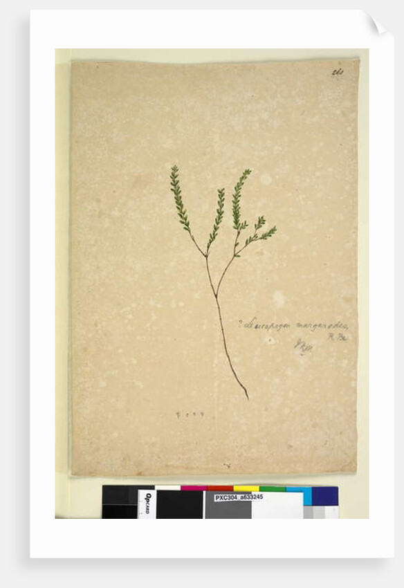 Page 260. Leucopogon margarodes, c.1803-06 by John William Lewin