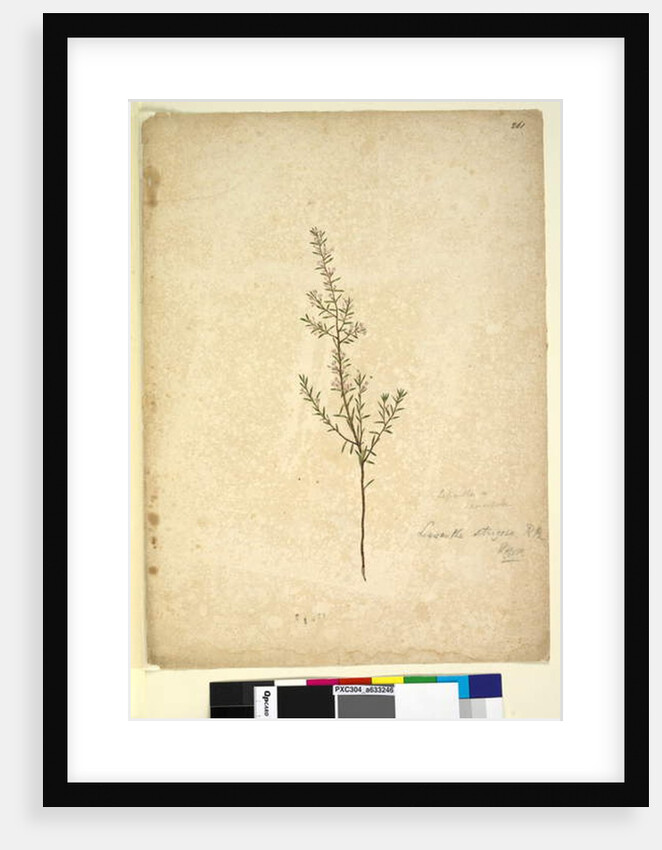 Page 261. Lissanthe strigosa, c.1803-06 by John William Lewin