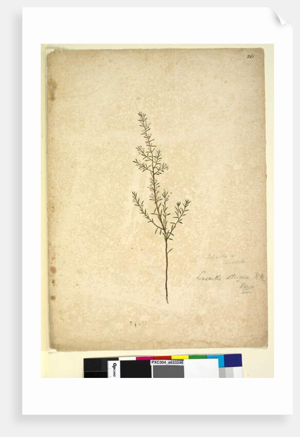 Page 261. Lissanthe strigosa, c.1803-06 by John William Lewin