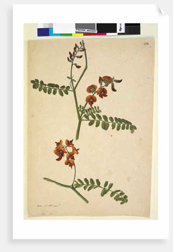 Page 262. Signed: I.W.L. 30 Nov. 1805, 1805 by John William Lewin