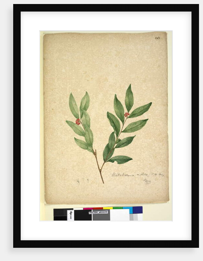 Page 263. Wikstroemia indica, c.1803-06 by John William Lewin