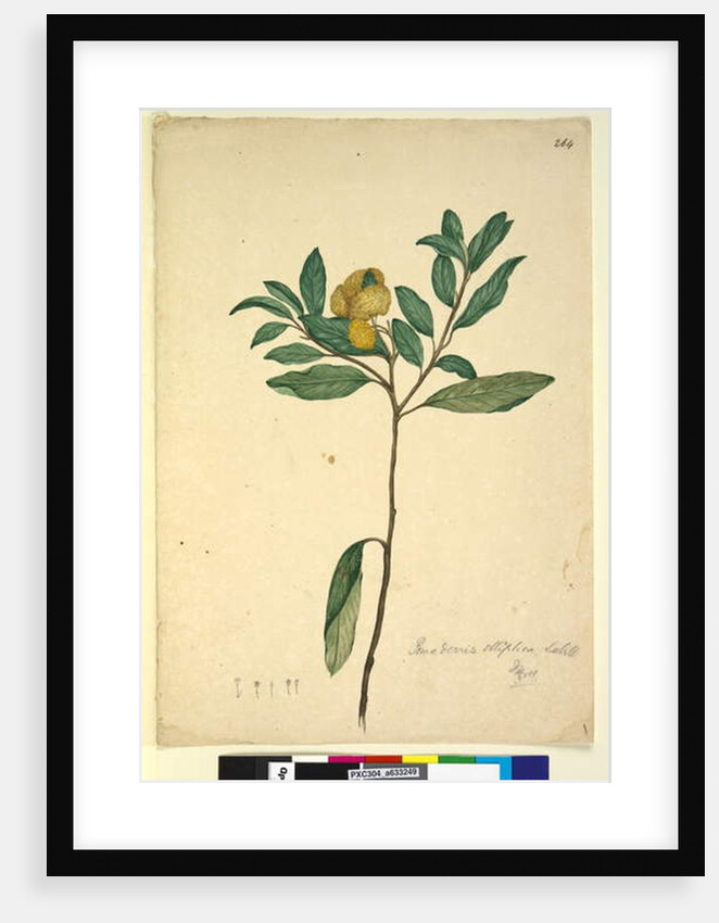 Page 264. Pomaderris elliptica, c.1803-06 by John William Lewin