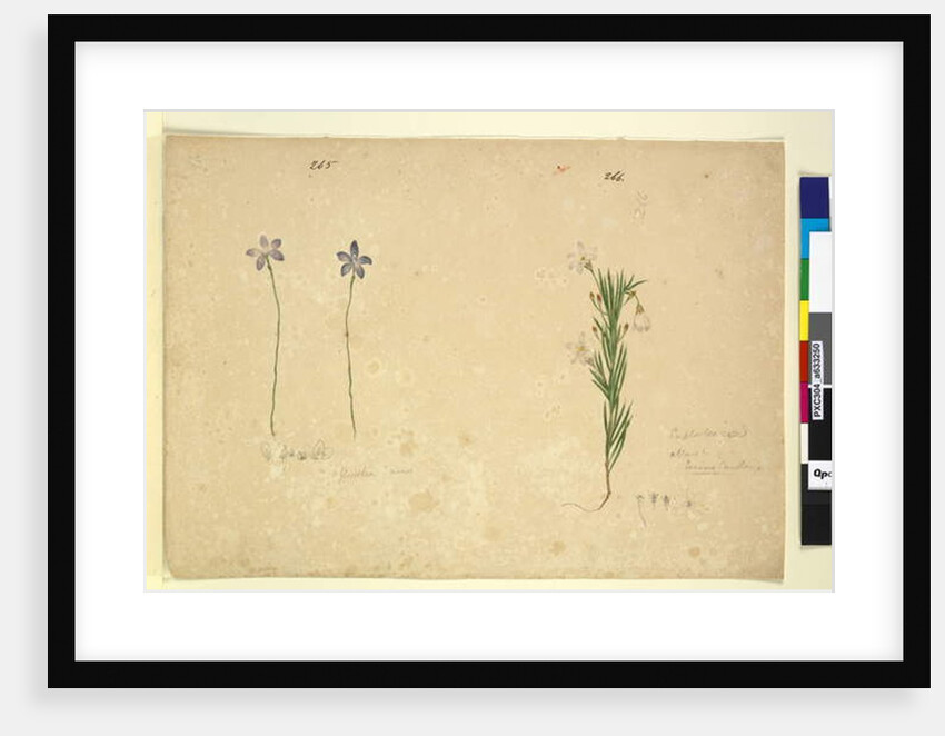 Page 265. Glossodia minor; 266. Ricinocarpus, c.1803-06 by John William Lewin