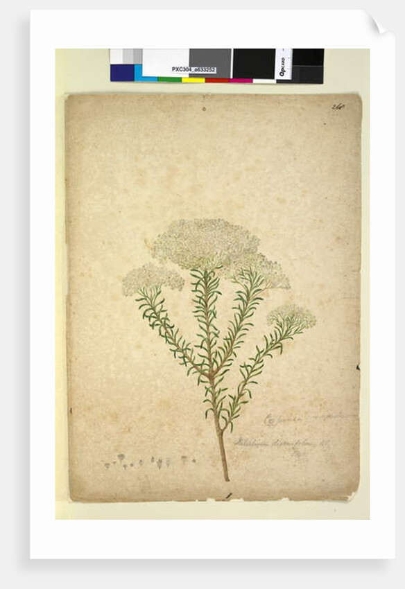 Page 268. Helichrysum diosmifolium/Ozothamnus diosmifolius, c.1803-06 by John William Lewin