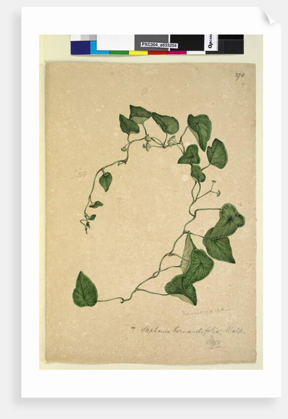 Page 270. Stephania hernandiaefolia, c.1803-06 by John William Lewin