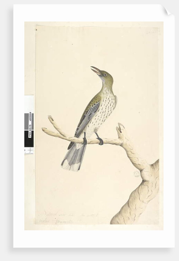 Page 5. Oriolus mimetis by Unknown artist