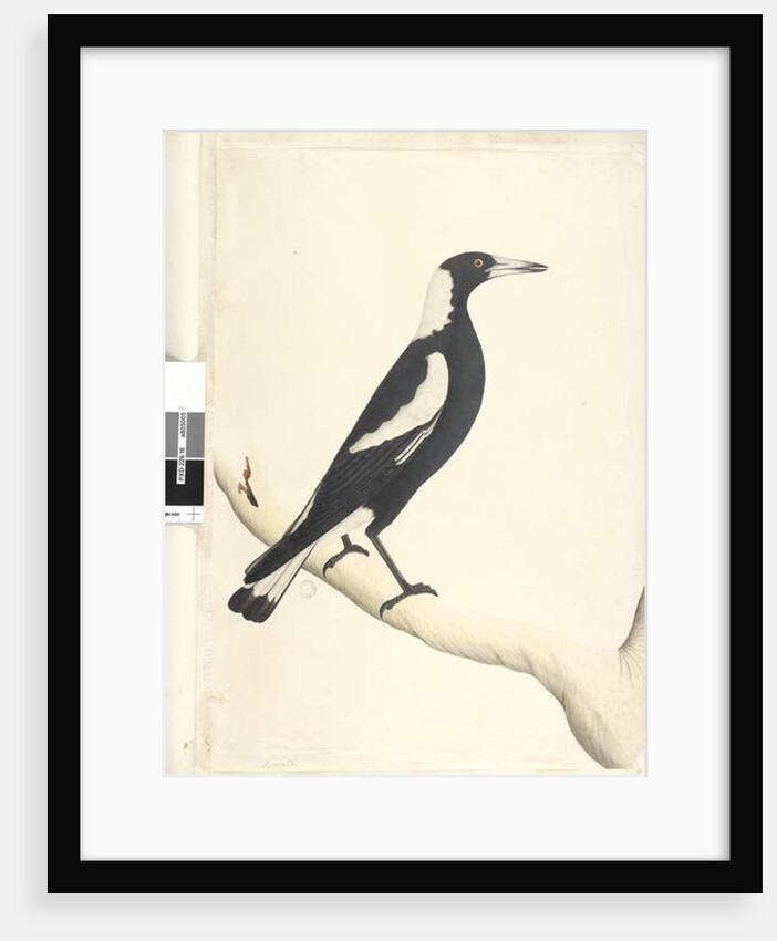 Page 6. Barita. above title in different hand May. Natural size Black, Backed Magpie Gymnorhina tibicen, 1791-92 by Unknown artist