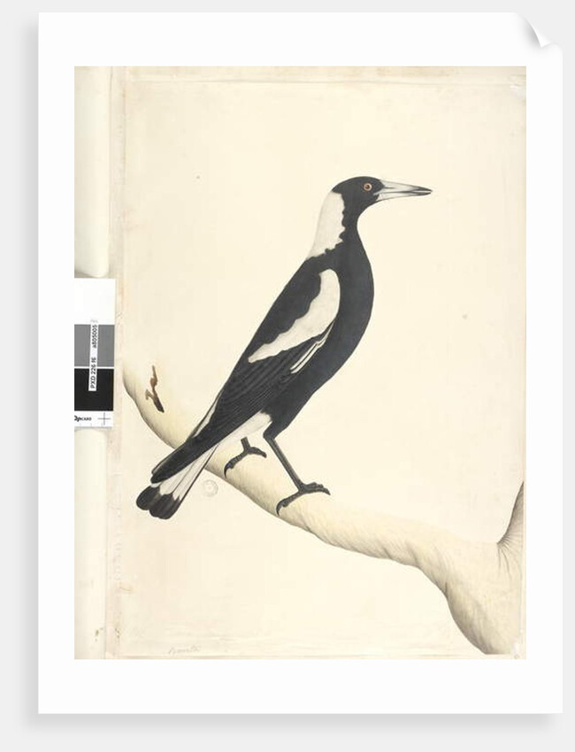 Page 6. Barita. above title in different hand May. Natural size Black, Backed Magpie Gymnorhina tibicen, 1791-92 by Unknown artist