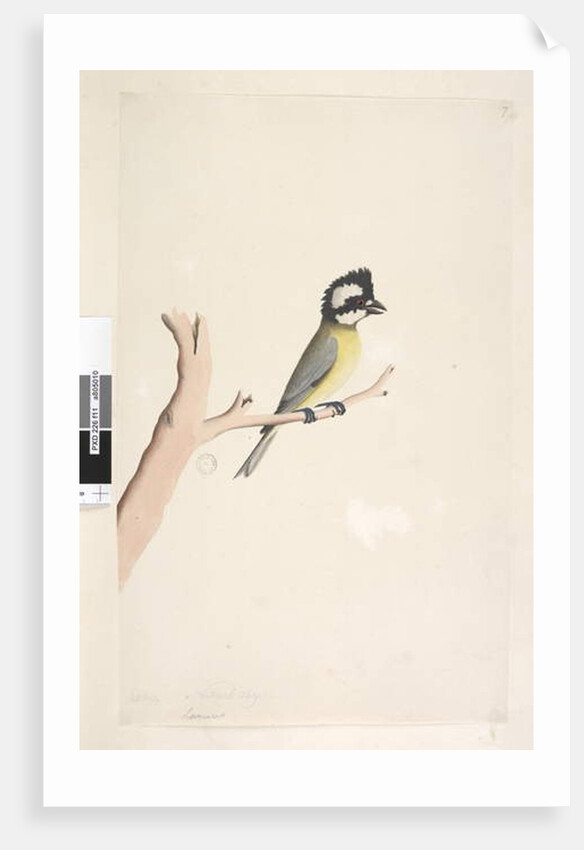 Page 11. Lanius by Unknown artist