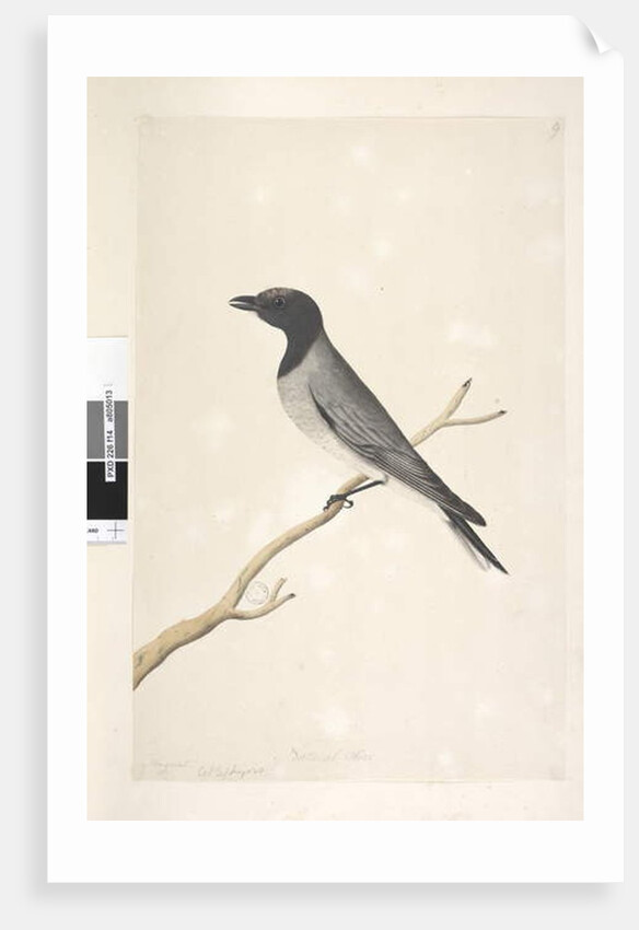 Page 14. Ceblephyris. above title in different hand August. Natural size Little Cuckoo, Shrike? Coracina robusta, 1791-92 by Unknown artist