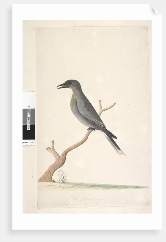 Page 15. Ceblephyris by Unknown artist