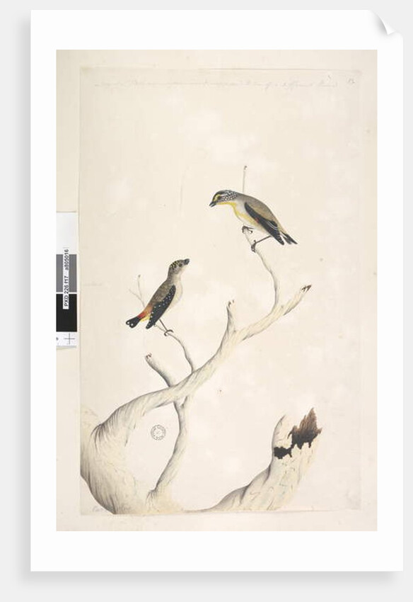 Page 17. Pardalotus by Unknown artist