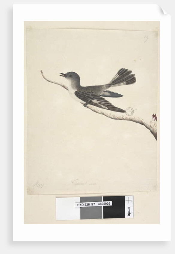 May. Natural size Hooded Robin, female Melanodryas cucullata, 1791-92, Page 27. by Unknown artist