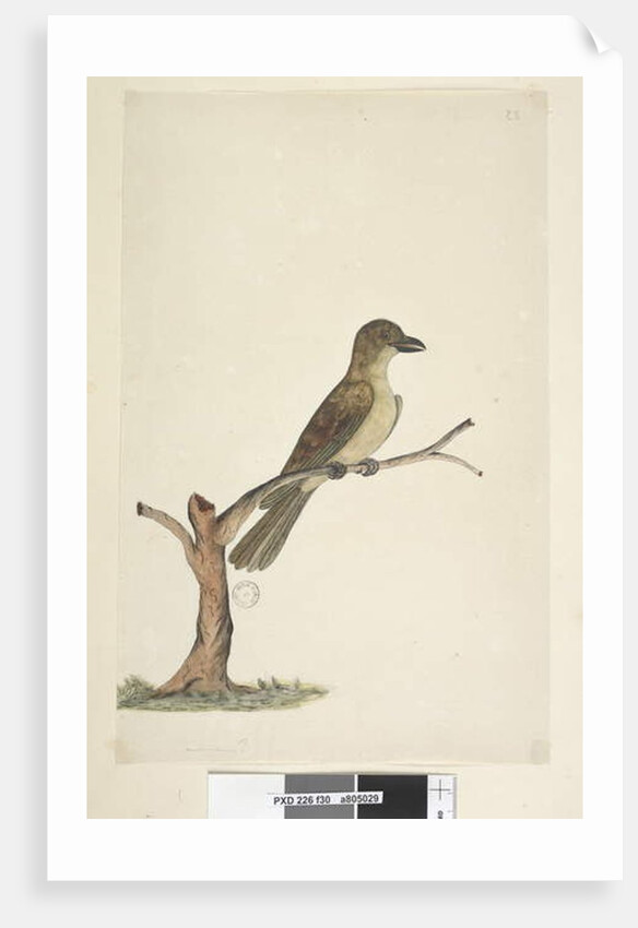Page 30. ...? Norfolk Island Blackbird? by Unknown artist