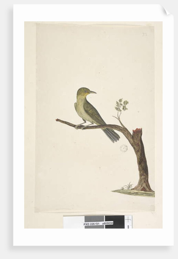 Page 31....? Slender, Billed White, Eye Zosterops tenuirostris, 1791-92 by Unknown artist