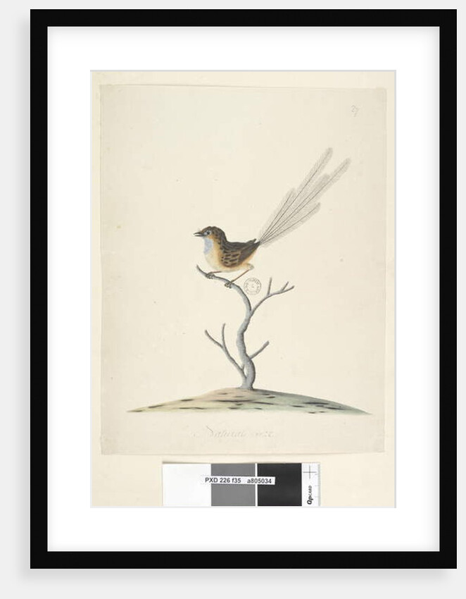 Page 35. Natural size Emu, Wren, male Stipiturus malachurus, 1791-92 by Unknown artist