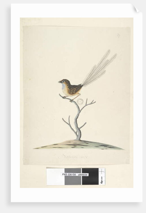 Page 35. Natural size Emu, Wren, male Stipiturus malachurus, 1791-92 by Unknown artist