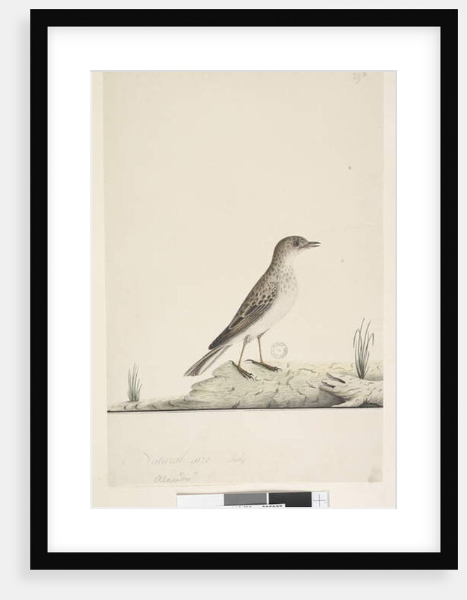 Page 38. Alundu? above title in different hand Natural size, July Pipit Anthus australis, 1791-92 by Unknown artist