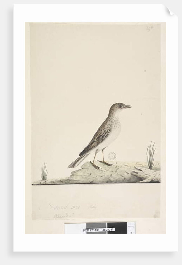 Page 38. Alundu? above title in different hand Natural size, July Pipit Anthus australis, 1791-92 by Unknown artist
