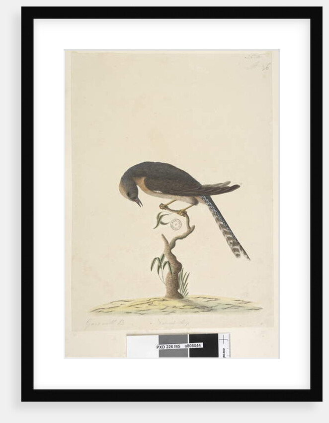 Page 45. Natural size by Unknown artist