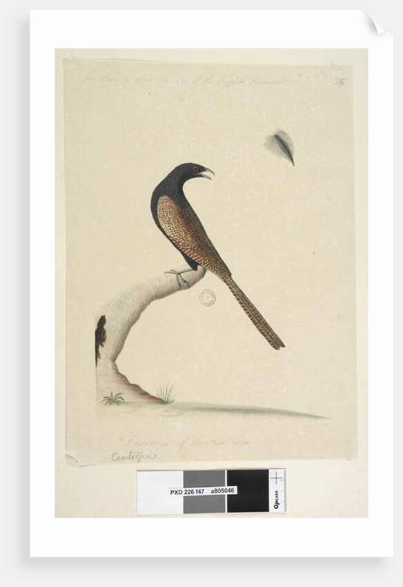 Page 47. Centropus by Unknown artist