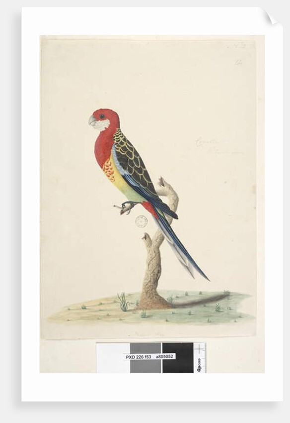 Page 53. Corella by Unknown artist