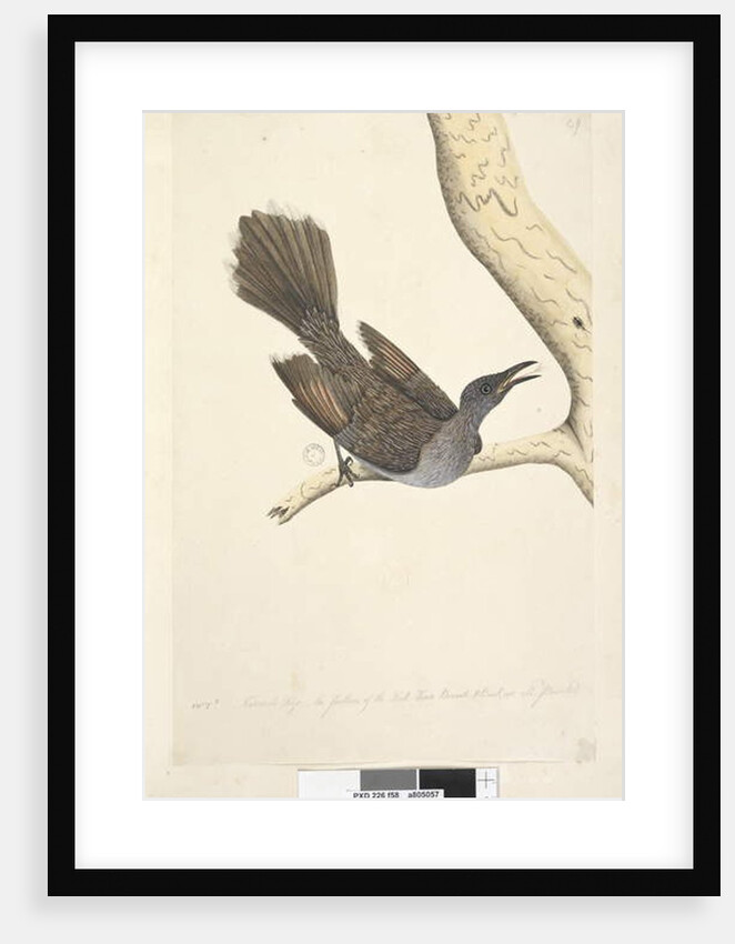 Page 58. Octr. Natural size, the feathers of the neck head breast & back are all pointed by Unknown artist
