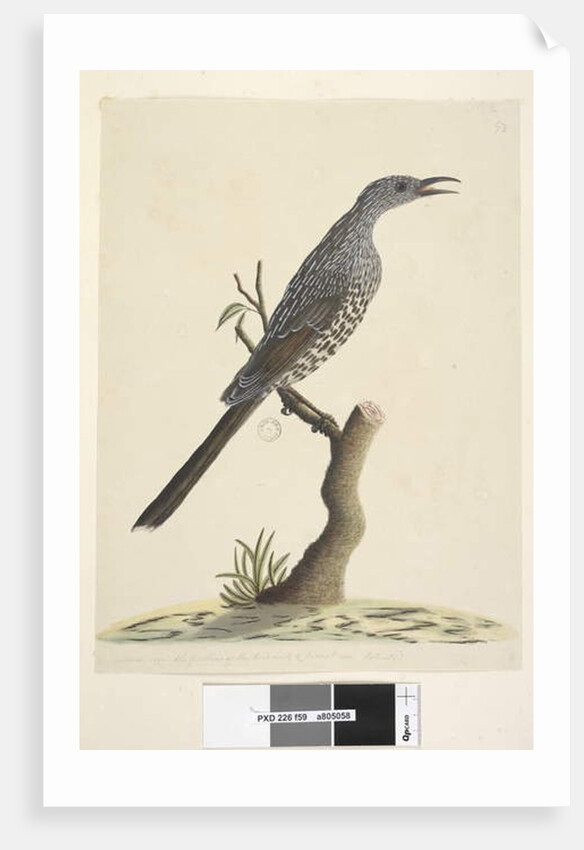 Page 59. Natural size, the feathers of the head neck & breast are pointed Brush Wattle, Bird Anthochaera chrysoptera, 1791-92 by Unknown artist
